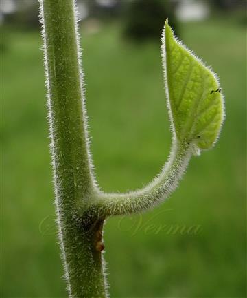  Stem bearing young leaf